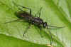 Auplopus carbonarius. Male. Family spider wasps (Pompilidae).     