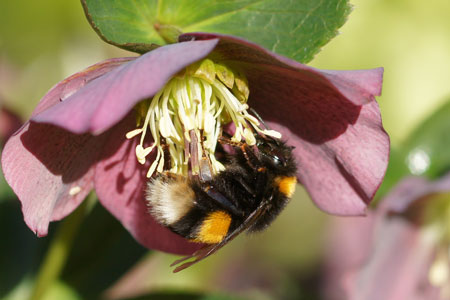 Large Earth Bumblebee, Buff-tailed Bumblebee (Bombus terrestris).