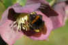 Large Earth Bumblebee, Buff-tailed Bumblebee (Bombus terrestris).