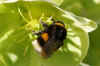 Large Earth Bumblebee, Buff-tailed Bumblebee (Bombus terrestris).