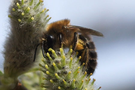 Vernal colletes or spring mining bee (Colletes cunicularius). Subfamiliy Colletinae. Familiy Colletidae. 