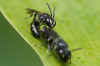 Hylaeus communis. Subfamily: Hylaeinae. Family Colletidae.