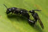 Hylaeus communis. Subfamily: Hylaeinae. Family Colletidae.