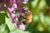 Hairy-Footed Flower Bee (Anthophora plumipes). Subfamily Apinae. Family Apidae.  