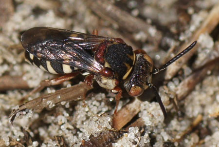 Epeolus cruciger or Epeolus cruciger. Subfamily Anthophorinae. Family Apidae.