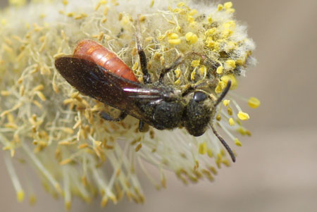 Sphecodes albilabris. FamilyHalictidae.