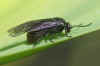 Iris Sawfly (Rhadinoceraea micans). Family Common sawflies (Tenthredinidae).