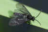 Iris Sawfly (Rhadinoceraea micans). Family Common sawflies (Tenthredinidae).