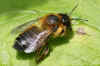 Willoughby's Leafcutter Bee (Megachile willughbiella). Subfamily leafcutter bees (Megachilinae). female Family Megachilidae. 