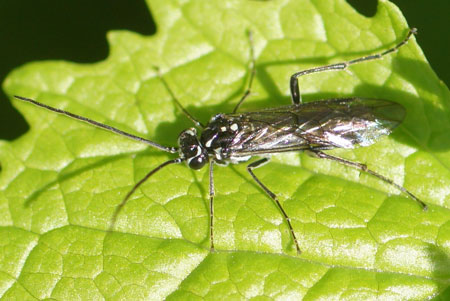 Pachyprotasis rapae. Family Common sawflies (Tenthredinidae).