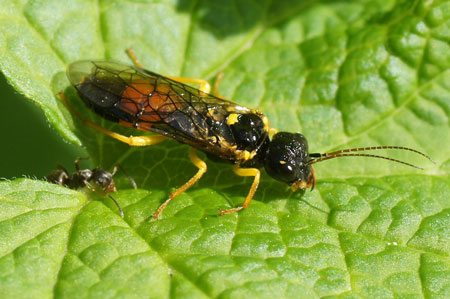 Pamphilius hortorum.Family Pamphiliidae.