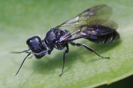 Aphid Wasp (Pemphredon spec). Family: Crabronidae.