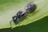 Aphid Wasp (Pemphredon spec). Family: Crabronidae.