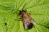 Mijten, Chaetodactylus osmiae. Familie Chaetodactylidae. Hairy-fingered hairy-footed mite, Chaetodactylus osmiae. Family Chaetodactylidae