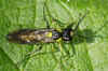 Tenthredo mesomela. Subfamily Tenthredininae. Family Common sawflies (Tenthredinidae).