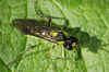 Tenthredo mesomela. Subfamily Tenthredininae. Family Common sawflies (Tenthredinidae).