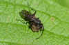 Agenioideus apicalis. Family spider wasps (Pompilidae).