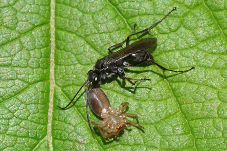 Agenioideus apicalis. Family spider wasps (Pompilidae).