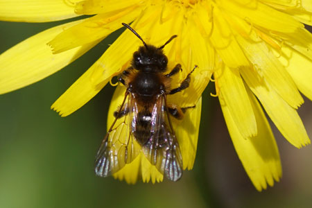 Gwynne's mining bee (Andrena bicolor). Family Mining Bees (Andrenidae).