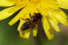 Gwynne's mining bee (Andrena bicolor). Family Mining Bees (Andrenidae).