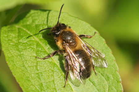 Chocolate mining bee, hawthorn bee (Andrena carantonica). Family Mining Bees (Andrenidae).Female