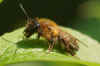 Chocolate mining bee, hawthorn bee (Andrena carantonica). Family Mining Bees (Andrenidae).Female