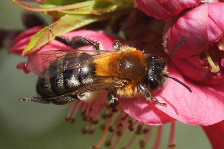 Andrena nitida. Family Mining Bees (Andrenidae).