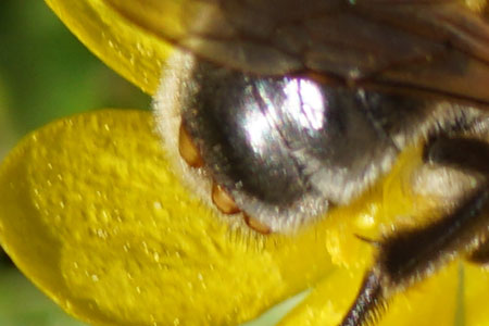 Females Stylops melittae (similar to Stylops ater) on the abdomen of a Andrena nitida. Family Stylopidae. Order Strepsiptera.