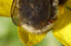 Females Stylops melittae (similar to Stylops ater) on the abdomen of a Andrena nitida. Family Stylopidae. Order Strepsiptera.