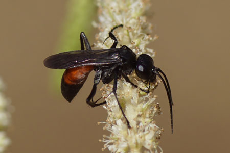 Anoplius infuscatus. Family spider wasps (Pompilidae).