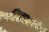 Anoplius infuscatus. Family spider wasps (Pompilidae).