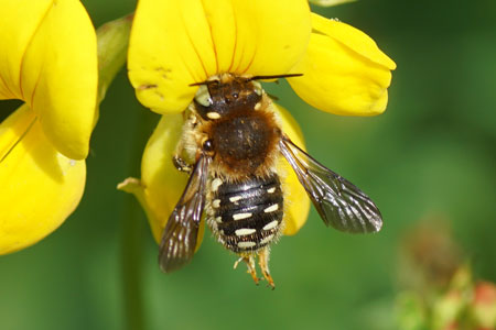 White-dotted wool-carder bee (Anthidium punctatum). Subfamily leafcutter bees(Megachilinae). Family Megachilidae.