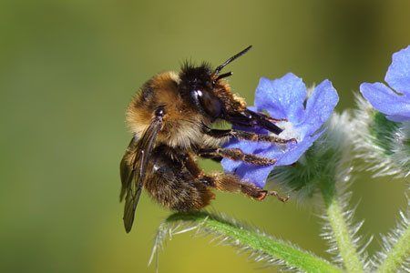 Fork-tailed Flower Bee (Anthophora furcata). Genus Anthophora. Family Apidae.