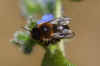 Fork-tailed Flower Bee (Anthophora furcata). Genus Anthophora. Family Apidae.