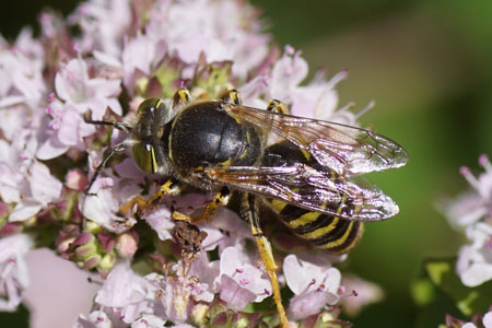 Bembix rostrata. Family Crabronidae.