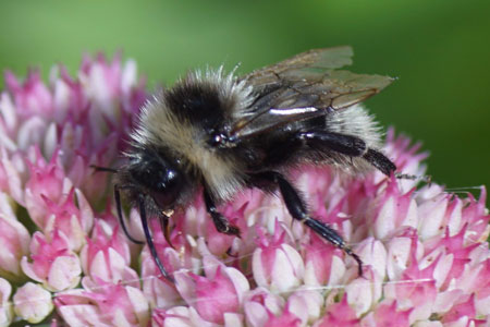 Field Cuckoo Bumblebee (Bombus campestris).