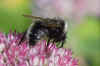 Field Cuckoo Bumblebee (Bombus campestris).