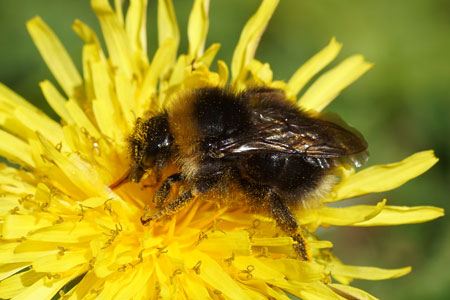 Forest cuckoo bumblebee, four-coloured cuckoo bee (Bombus sylvestris) or Bombus norvegicus.