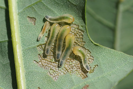 Caliroa varipes. Larvae. Subfamilie Heterarthrinae. Family Common sawflies (Tenthredinidae). 