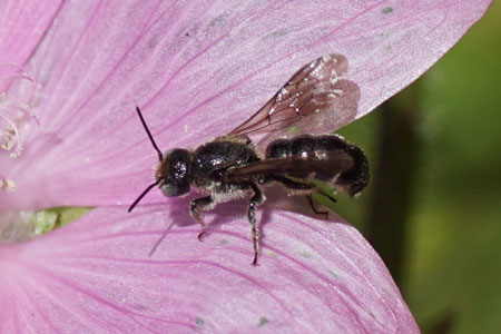 Chelostoma rapunculi. Subfamily leafcutter bees (Megachilinae). Family Megachilidae. 