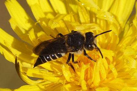 Leaf-cutting cuckoo bee, sharp-tailed bee (Coelioxyss). Subfamily leafcutter bees(Megachilinae). Family Megachilidae. 