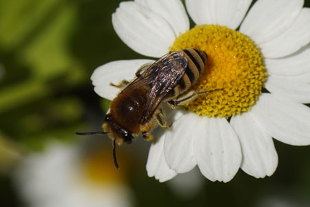 Colletes daviesanus, Colletes fodiens or Colletes similis.SubfamiliyColletinae. Familiy Colletidae