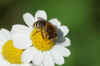 Colletes daviesanus, Colletes fodiens or Colletes similis.SubfamiliyColletinae. Familiy Colletidae