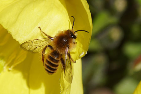 Dasypoda hirtipes. Subfamily Dasypodainae. Family Megachilidae. Male