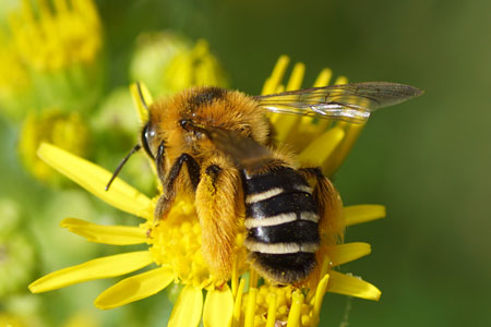 Dasypoda hirtipes. Subfamily Dasypodainae. Family Megachilidae.Female