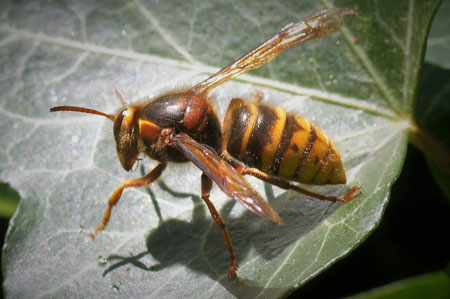 Median wasp(Dolichovespula media). Family Social Wasps (Vespidae).