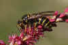 Median wasp(Dolichovespula media). Family Social Wasps (Vespidae). 