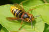 Median wasp(Dolichovespula media). Family Social Wasps (Vespidae).