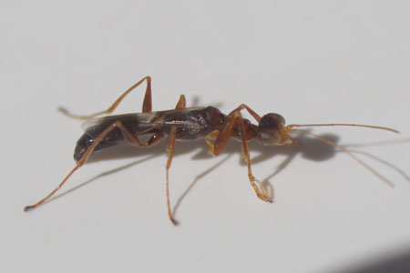 Dryinus collaris. Family Dryinidae. 