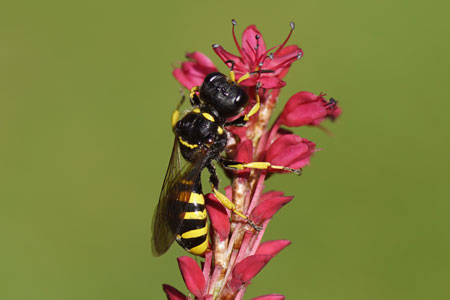 Ectemnius cephalotes. Genus Ectemnius. Tribe Crabronini, subfamily Crabroninae. Family: Crabronidae. 